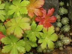 Across the road from the cottage