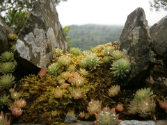 Across the road from the cottage