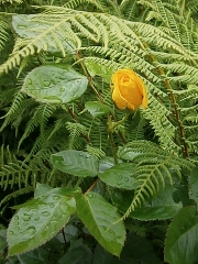 Ok, technically not wildlife