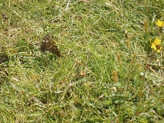 TODO Identify species; Great Orme