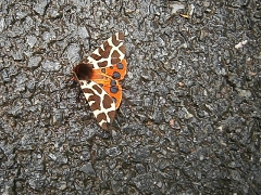 Arctia caja. Beddgelert
