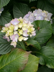 What kind of flower is this? I thought it was a rhodedendron, but apparently not. Portmeirion