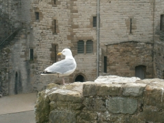 Caernarfon