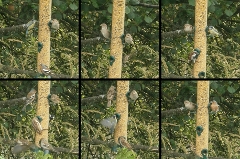 Blue, grey, and great; plus chaffinches, sparrows, house sparrows